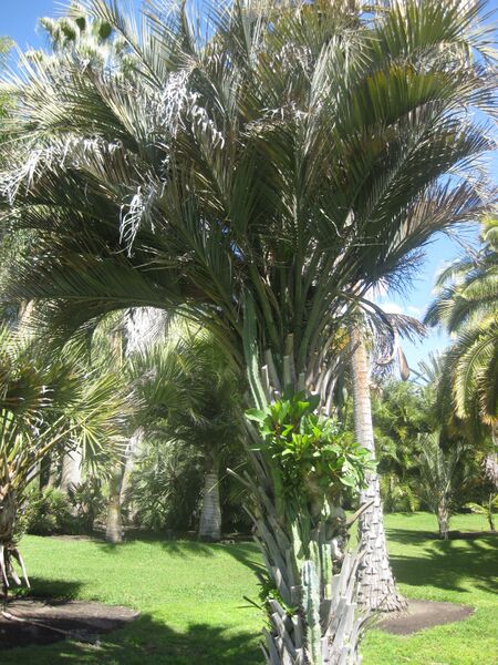 File:IMG 2102 hunt0903.jpg