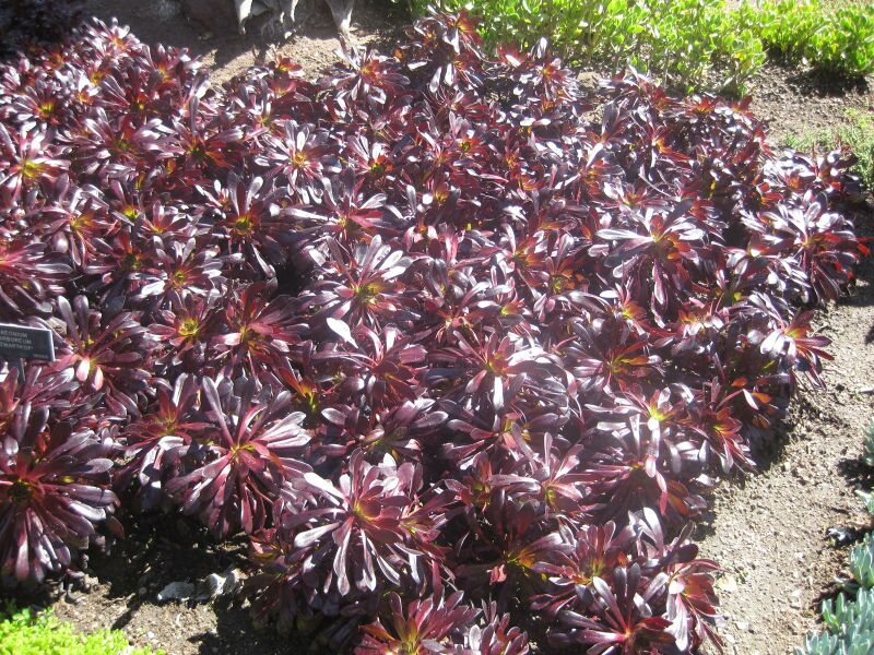 File:IMG 2129 hunt0903.jpg