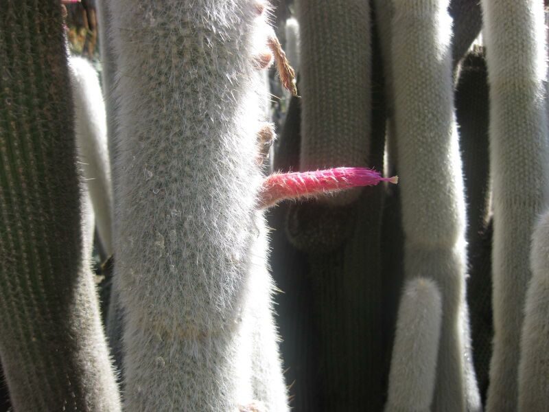 File:IMG 2167 hunt0903.jpg