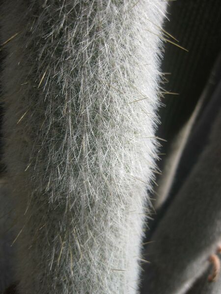 File:IMG 2168 hunt0903.jpg