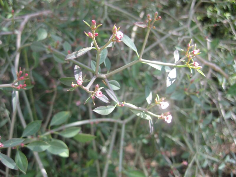 File:IMG 2273 hunt0903.jpg