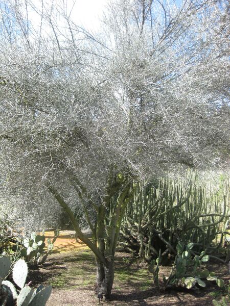 File:IMG 2325 hunt0903.jpg