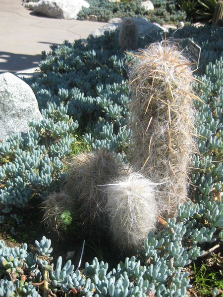 File:IMG 2376 hunt0903.jpg