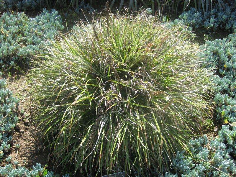 File:IMG 2378 hunt0903.jpg