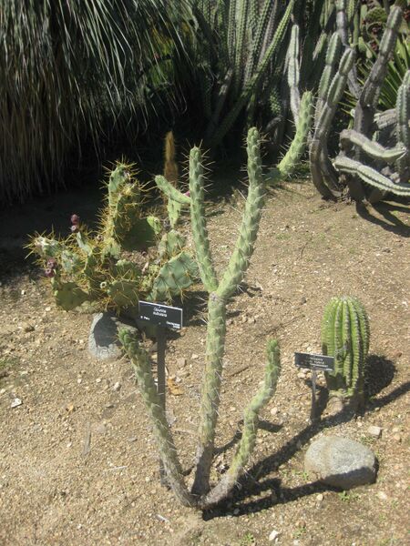 File:IMG 2397 hunt0903.jpg