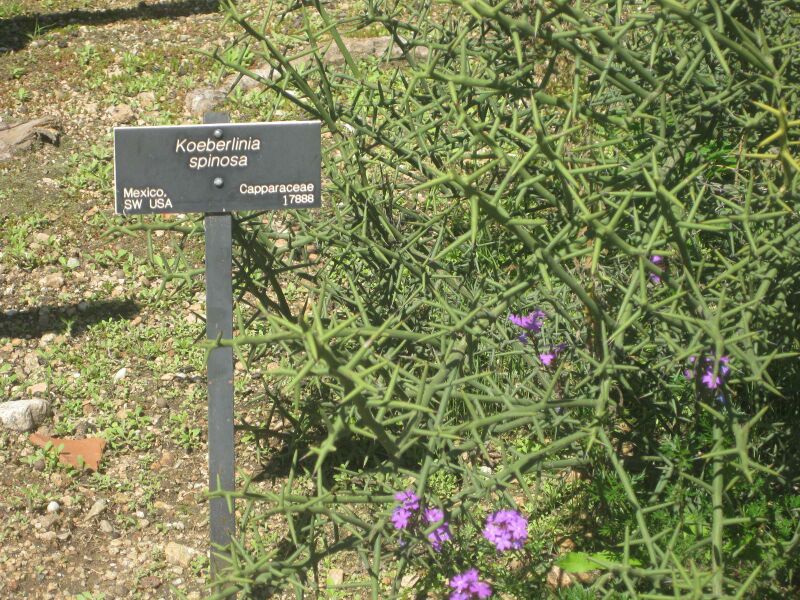 File:IMG 2400 hunt0903.jpg