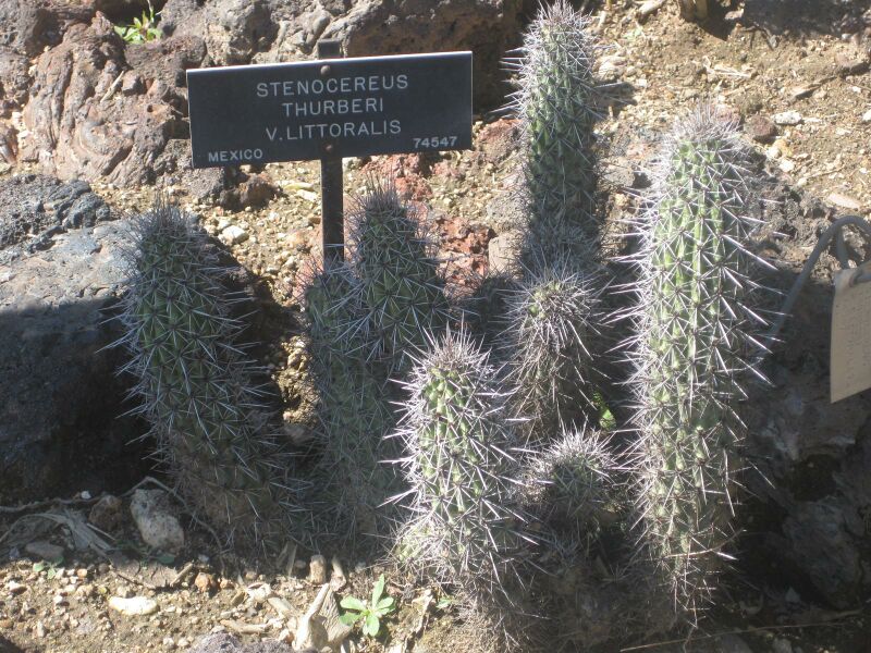 File:IMG 2412 hunt0903.jpg