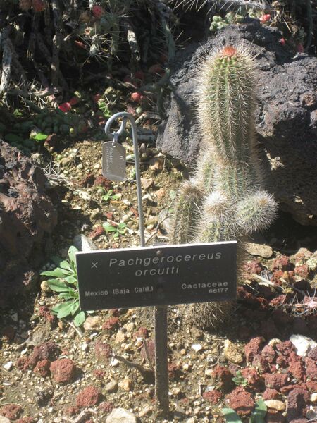 File:IMG 2416 hunt0903.jpg