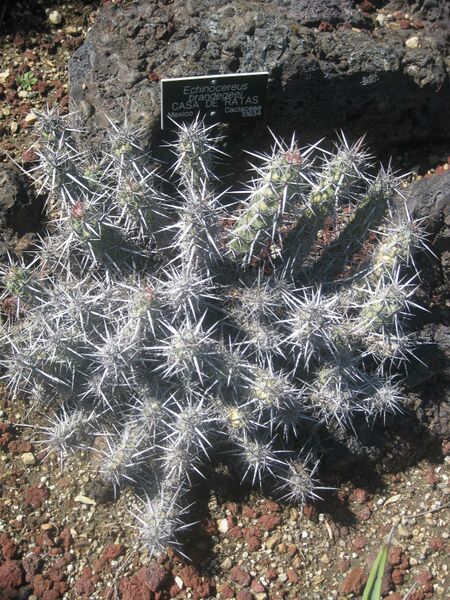 File:IMG 2427 hunt0903.jpg