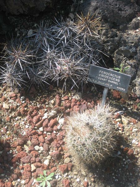 File:IMG 2428 hunt0903.jpg