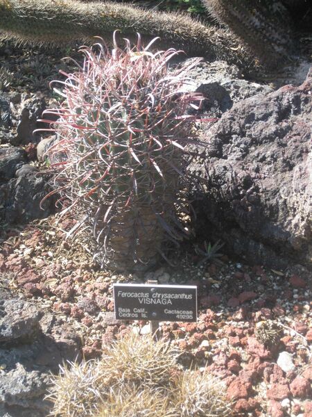 File:IMG 2432 hunt0903.jpg