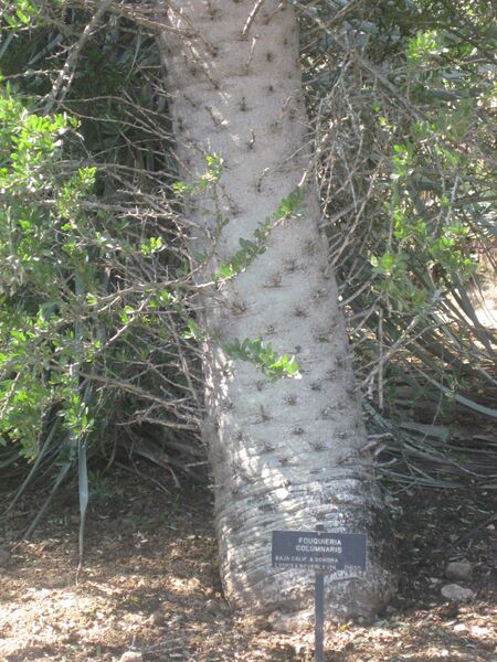File:IMG 2454 hunt0903.jpg