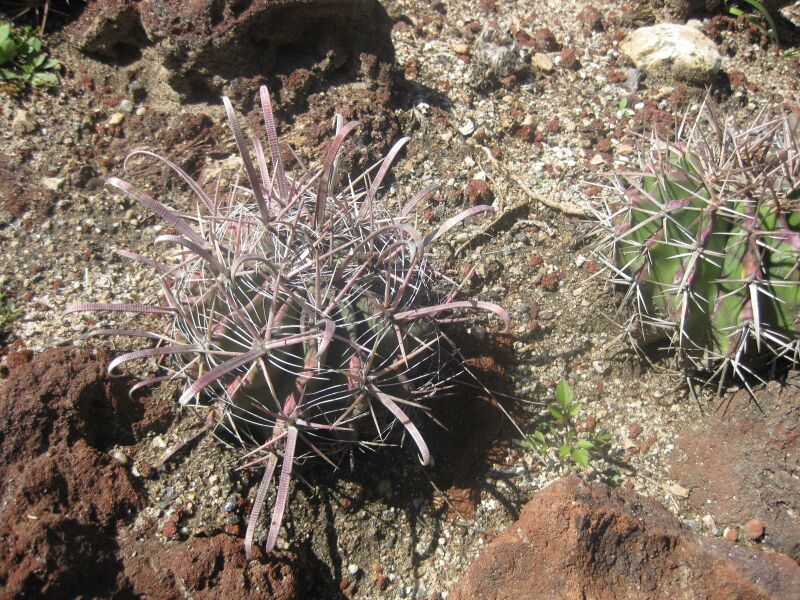 File:IMG 2479 hunt0903.jpg