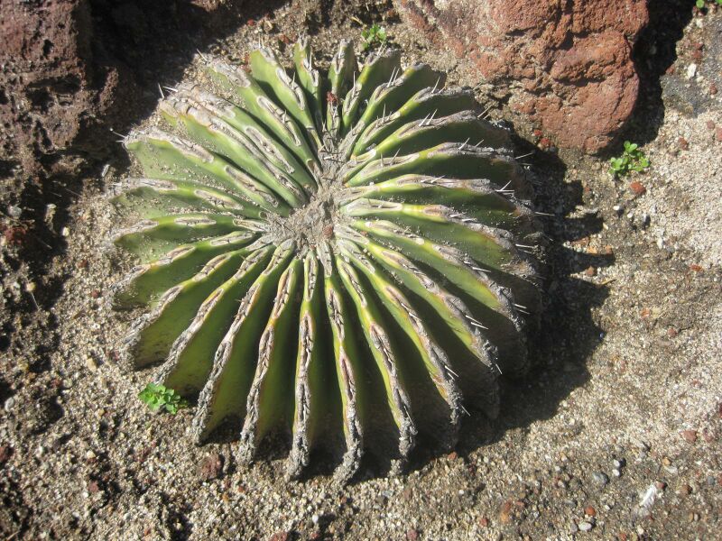 File:IMG 2480 hunt0903.jpg