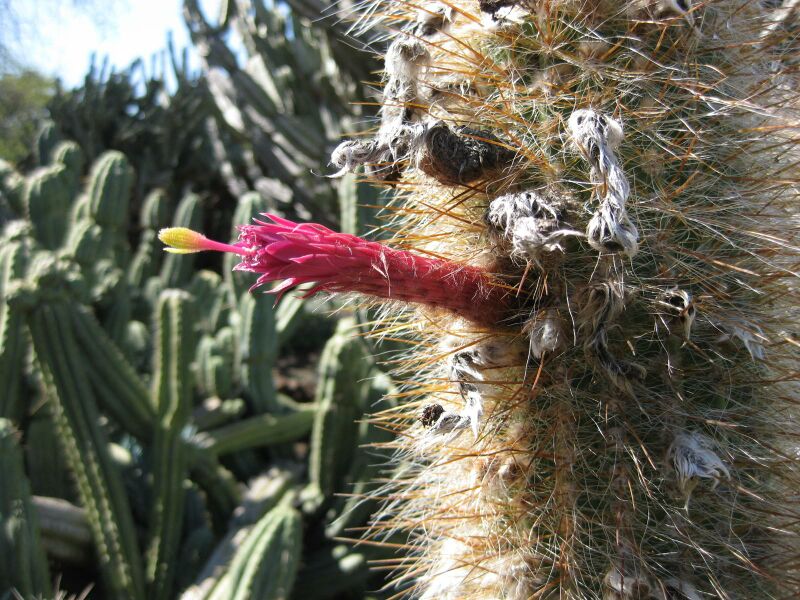 File:IMG 2496 hunt0903.jpg