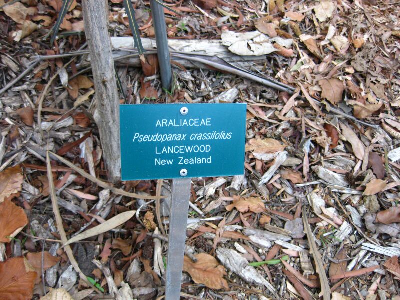 File:IMG 2596 ucla09.jpg