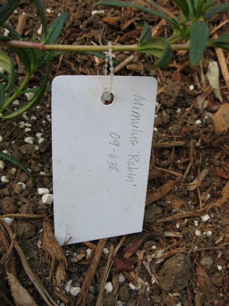 File:IMG 2713 ucla09.jpg