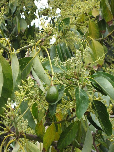 File:IMG 3848 hunt0904.jpg