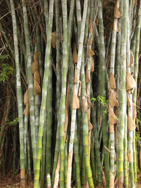 File:IMG 3853 hunt0904.jpg