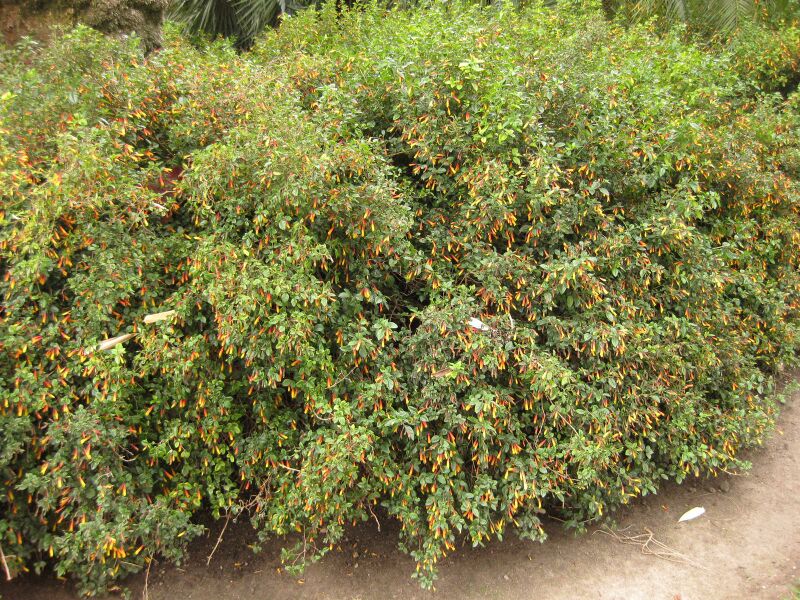 File:IMG 3856 hunt0904.jpg