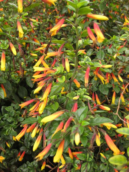 File:IMG 3857 hunt0904.jpg