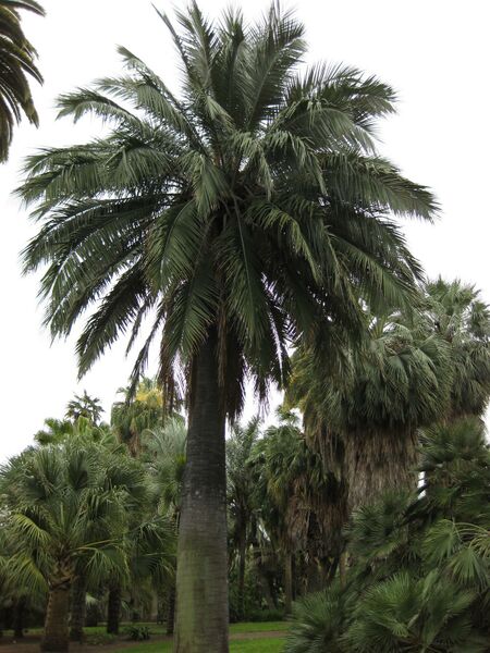 File:IMG 3858 hunt0904.jpg