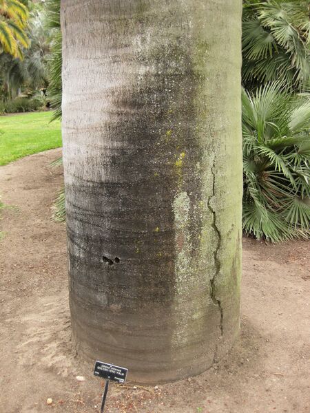 File:IMG 3859 hunt0904.jpg