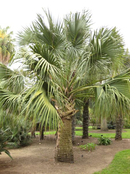 File:IMG 3860 hunt0904.jpg