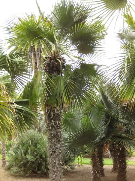 File:IMG 3862 hunt0904.jpg