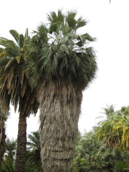 File:IMG 3864 hunt0904.jpg