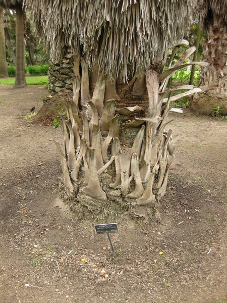 File:IMG 3865 hunt0904.jpg