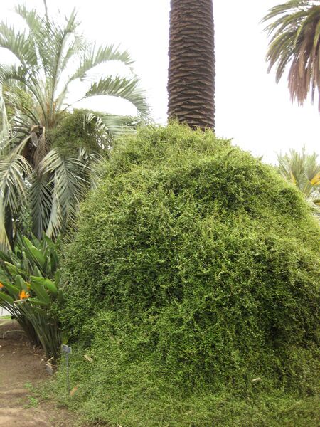 File:IMG 3867 hunt0904.jpg