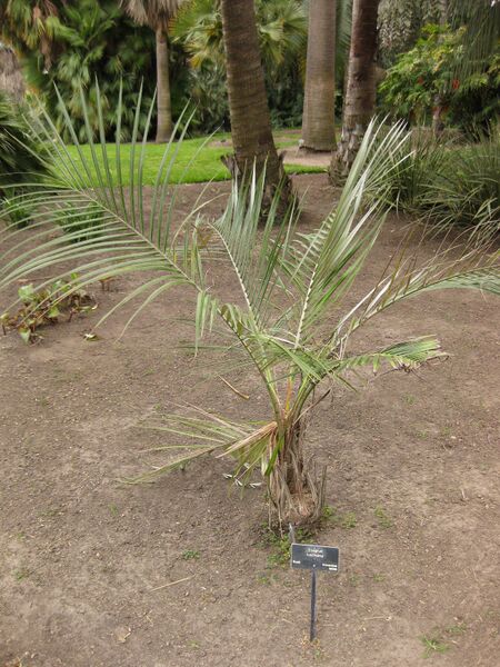 File:IMG 3874 hunt0904.jpg