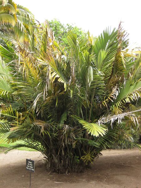 File:IMG 3878 hunt0904.jpg