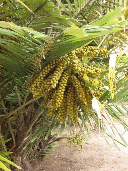 File:IMG 3880 hunt0904.jpg