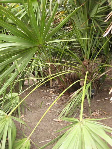 File:IMG 3882 hunt0904.jpg