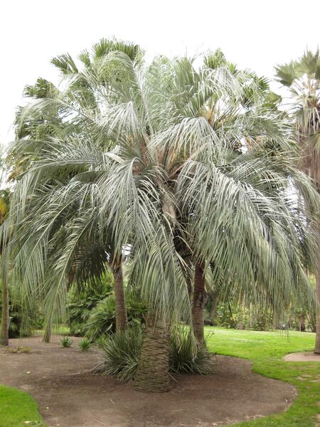 File:IMG 3884 hunt0904.jpg