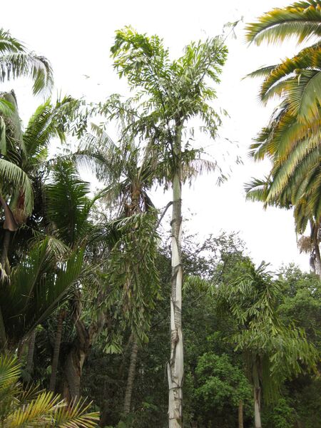 File:IMG 3889 hunt0904.jpg