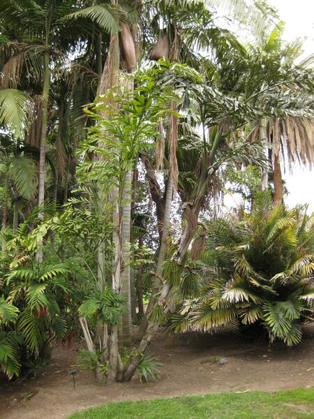 File:IMG 3891 hunt0904.jpg