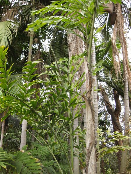 File:IMG 3892 hunt0904.jpg