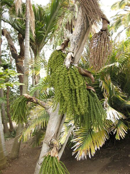 File:IMG 3893 hunt0904.jpg