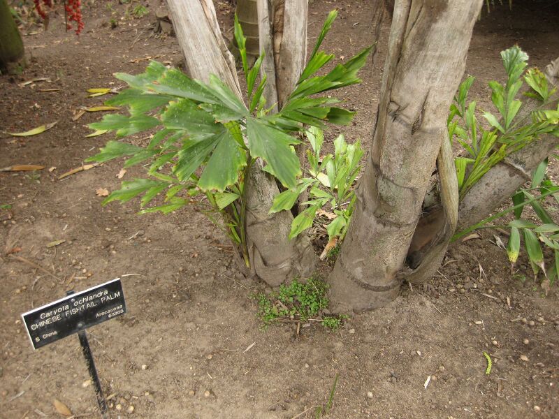 File:IMG 3894 hunt0904.jpg