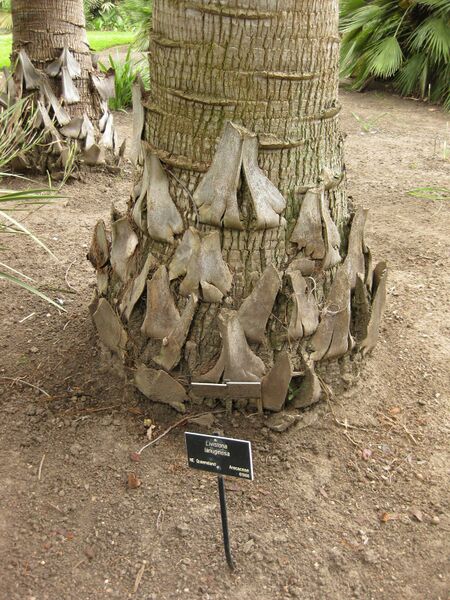 File:IMG 3896 hunt0904.jpg