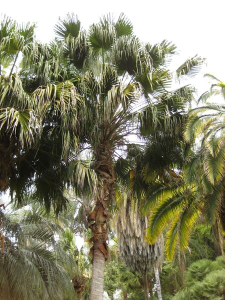 File:IMG 3897 hunt0904.jpg