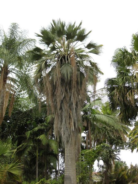 File:IMG 3899 hunt0904.jpg