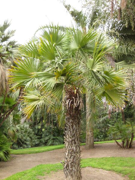 File:IMG 3901 hunt0904.jpg