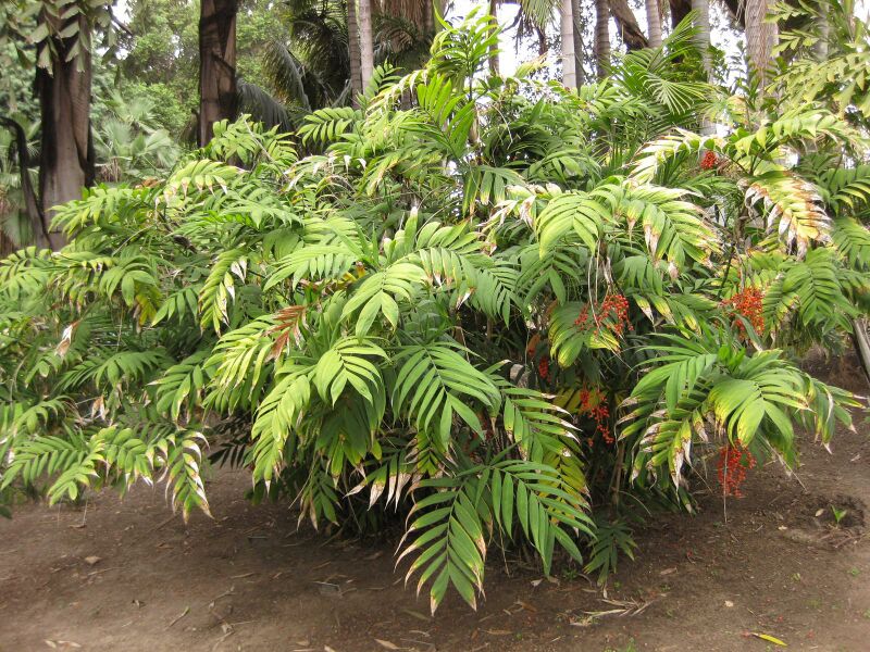 File:IMG 3903 hunt0904.jpg