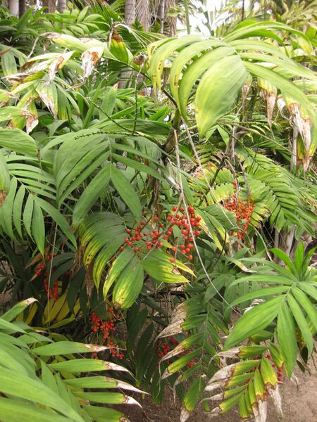 File:IMG 3904 hunt0904.jpg