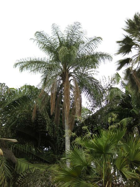 File:IMG 3907 hunt0904.jpg