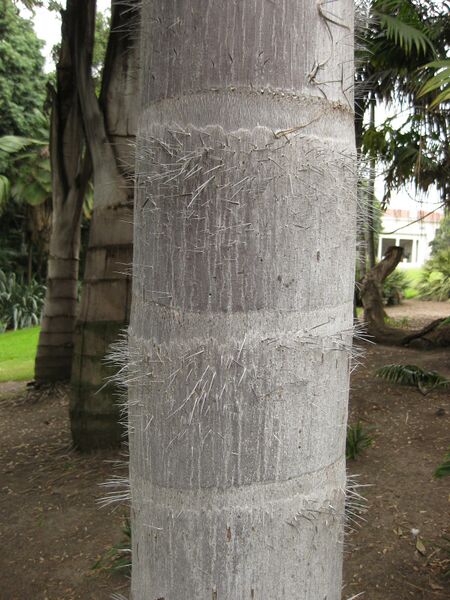 File:IMG 3908 hunt0904.jpg